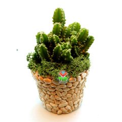 Kendi Aranjmanı Kendin Yap- 2 Farklı Bitki Seçeneği ile 2 Farklı Taş Saksılı Tasarımı Kendi İsteğinize Göre Belirleyin Sarı - Cereus Florida - Koyu Yeşil