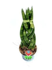 Sukulent,Sansevieria Cylindrica -Örgülü Paşa Kılıcı 6,5 cm saksıda -15+ cm Uzunluk -Teraryum,Kaktüs