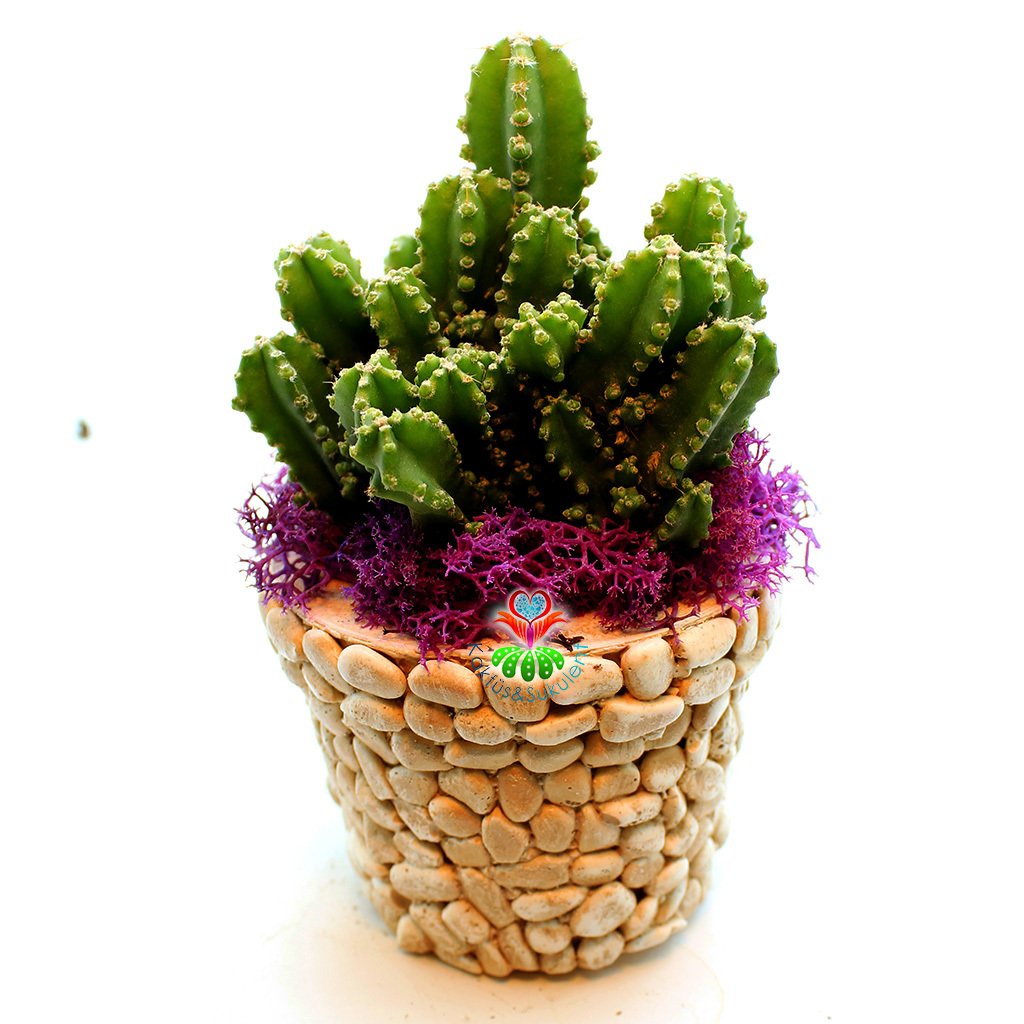 Kendi Aranjmanı Kendin Yap- 2 Farklı Bitki Seçeneği ile 2 Farklı Taş Saksılı Tasarımı Kendi İsteğinize Göre Belirleyin Sarı - Cereus Florida - Mor