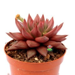 Echeveria Agavoides ''Celestia'' Doğal Pembe-Kırmızı Renk Özel Tür Sukulent 8,5 cm Saksıda