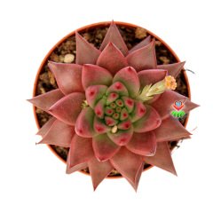 Echeveria Agavoides ''Celestia'' Doğal Pembe-Kırmızı Renk Özel Tür Sukulent 8,5 cm Saksıda
