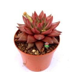 Echeveria Agavoides ''Celestia'' Doğal Pembe-Kırmızı Renk Özel Tür Sukulent 8,5 cm Saksıda