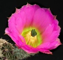 Echinocereus Pamanesii Büyük Mor Renk Çiçek Açan Kaktüs-5,5 cm Saksıda