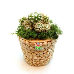 Kendi Aranjmanı Kendin Yap- 2 Farklı Bitki Seçeneği ile 2 Farklı Taş Saksılı Tasarımı Kendi İsteğinize Göre Belirleyin Sarı - Mammillaria - Koyu Yeşil