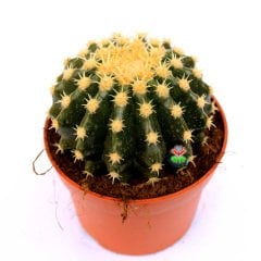 Altın Varil Kaktüs, Echinocactus Grusonii Intermedius-Minik Dikenli Özel Tür-8,5 cm Saksıda