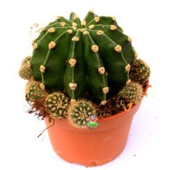 Echinopsis Oxygona Hybrid-12 cm Saksıda-Büyük Beyaz Çiçek Açar-Kaynana Topuzu