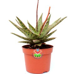Sukulent, Aloe Orange Marmalade-Güneşte Turunculuğu Artar-12 Saksıda Büyük Boy-Gerçek Çiçekli