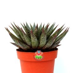 Dev Sukulent, Gasteria Flow-Geometrik Simetrik Formlu-18 cm Saksıda-Beyaz Noktalı Sert Yapraklı