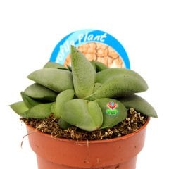 Gasteria Armstrongii -Özel Tür Sert Sukulent 8,5 cm Saksıda