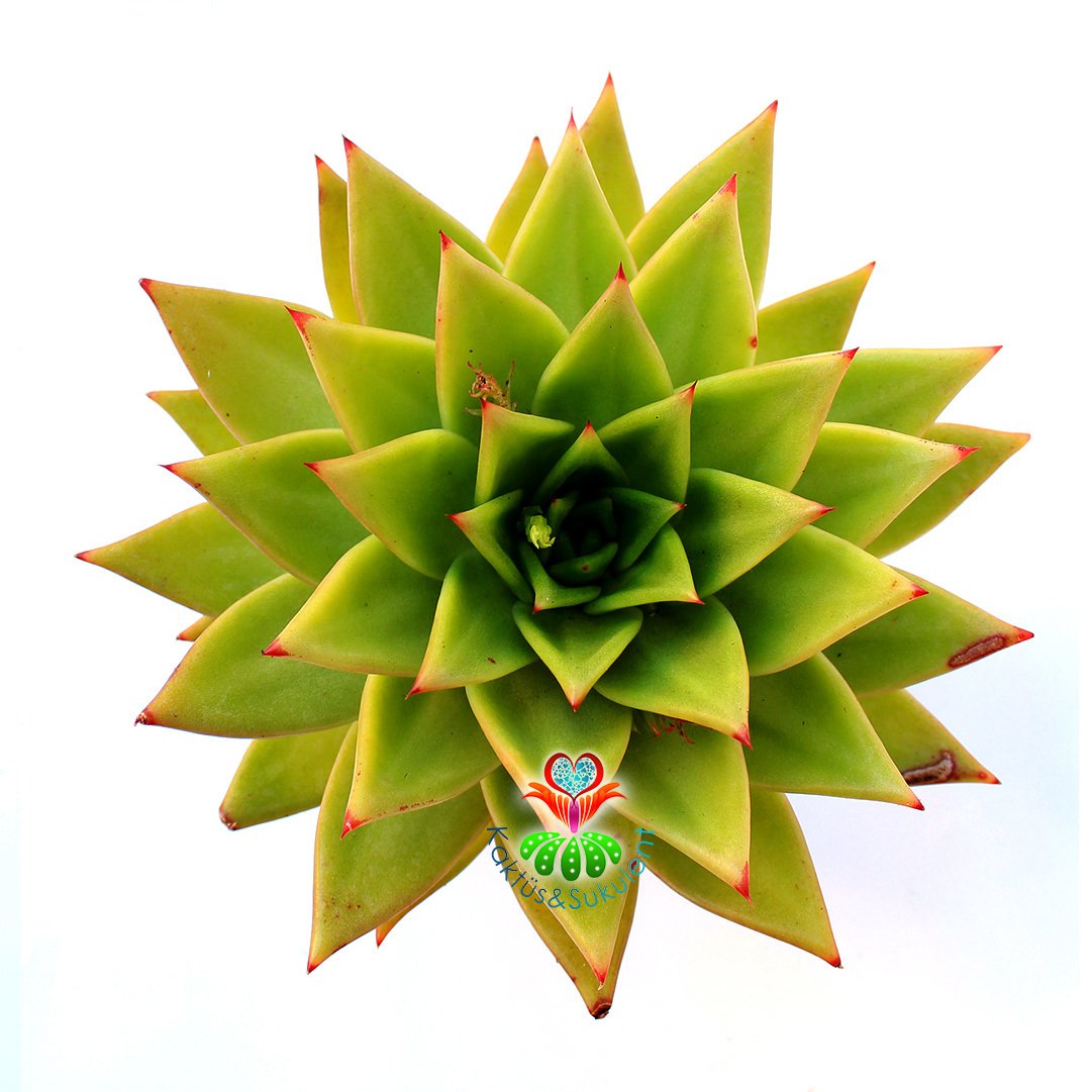 Sukulent, Echeveria Agavoides- Simetrik Sert Yeşil-Açık Turuncu Yapraklı-Büyük Boy 12 cm Saksıda