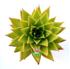 Sukulent, Echeveria Agavoides- Simetrik Sert Yeşil-Açık Turuncu Yapraklı-Büyük Boy 12 cm Saksıda
