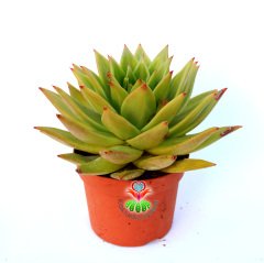 Sukulent, Echeveria Agavoides- Simetrik Sert Yeşil-Açık Turuncu Yapraklı-Büyük Boy 12 cm Saksıda