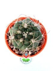 Gymnocalycium Pflanzii-Büyük Beyaz Çiçek Açar Kaktüs 8 cm Saksı Dolusu