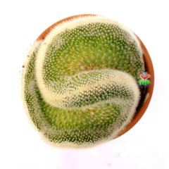 Mammillaria Spinosissima Cristata-Beyaz Renk Kıvrımlı Formda Kaktüs-12 cm Seramik Saksıda