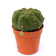 Matucana Madisoniorum-Kırmızı Renk Çiçek Açan Kaktüs-5,5 cm Saksıda ithal