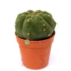 Matucana Madisoniorum-Kırmızı Renk Çiçek Açan Kaktüs-8 cm Saksıda ithal