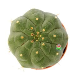 Matucana Madisoniorum-Kırmızı Renk Çiçek Açan Kaktüs-8 cm Saksıda ithal