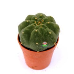 Matucana Madisoniorum-Kırmızı Renk Çiçek Açan Kaktüs-8 cm Saksıda ithal