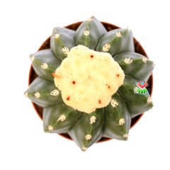 Melocactus Maxonii Inermis-Dikensiz Pamuk Şapkalı Özel Tür Kaktüs-14 cm Saksıda