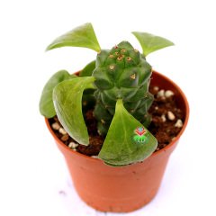 Monadenium Ritchiei-Özel Tür Pembe Çiçek Açan Sukulent 8,5 cm Saksıda
