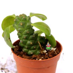 Monadenium Ritchiei-Özel Tür Pembe Çiçek Açan Sukulent 8,5 cm Saksıda