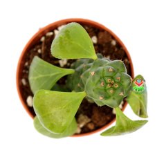 Monadenium Ritchiei-Özel Tür Pembe Çiçek Açan Sukulent 8,5 cm Saksıda