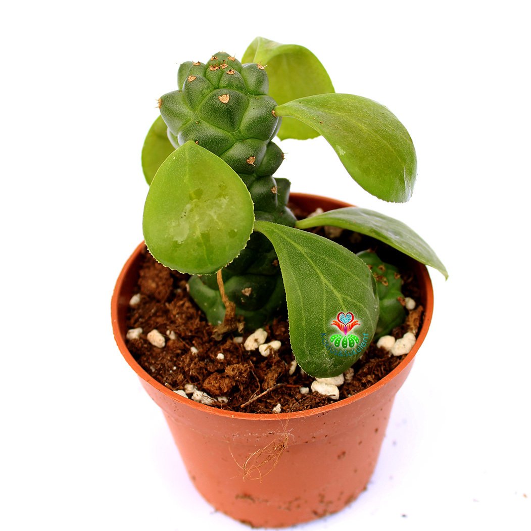 Monadenium Ritchiei-Özel Tür Pembe Çiçek Açan Sukulent 8,5 cm Saksıda