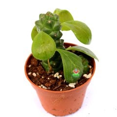 Monadenium Ritchiei-Özel Tür Pembe Çiçek Açan Sukulent 8,5 cm Saksıda