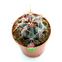 Kaktüs,Ferocactus Cylindraceus var. Tortulispinus-Mor Renk Dikenli- 5,5 cm saksıda-Sukulent