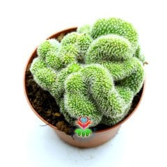 Beyin Kaktus, Mammillaria Pilcayensis Cristata -Kıvrımlı Form -10,5 cm saksıda-Büyük Boy