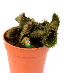 Opuntia Subulata f. Cristata-Kıvrımlı Formda Yumuşak Dokulu Kaktüs-5,5 cm Saksıda