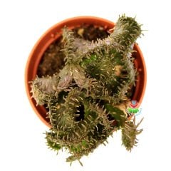 Opuntia Subulata f. Cristata-Kıvrımlı Formda Yumuşak Dokulu Kaktüs-5,5 cm Saksıda