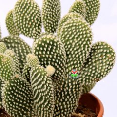 Dev Tavşan Kaktüs,Opuntia Microdasys Albata-Beyaz Renk Dikenli-17 cm Saksıda