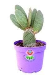 Dev Tavşan Kaktüs,Opuntia Microdasys Rufida-Bronz Renk Dikenli-15 cm Saksıda