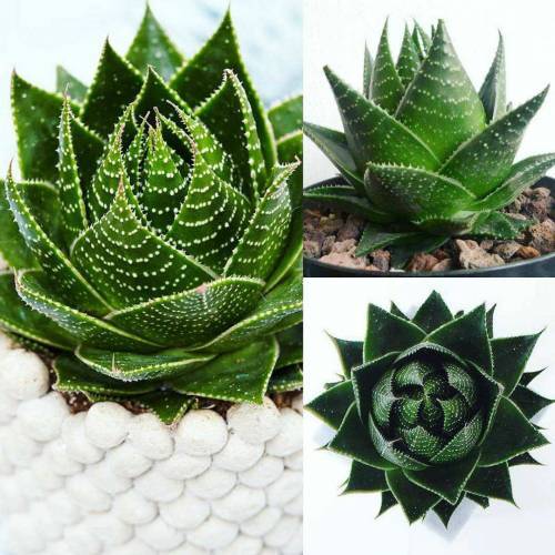 Sukulent,Aloe Vera Cosmo® 'Green Pearl' Mükemmel Form 5,5 cm saksıda-Kaktüs,Çiçek,Nadir Tür
