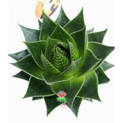 Sukulent,Aloe Vera Cosmo® 'Green Pearl' Mükemmel Form 5,5 cm saksıda-Kaktüs,Çiçek,Nadir Tür
