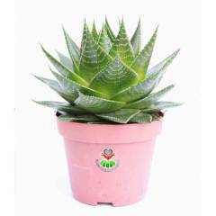 Sukulent,Aloe Vera Cosmo® 'Green Pearl' Mükemmel Form 8,5 cm saksıda-Kaktüs,Çiçek,Nadir Tür