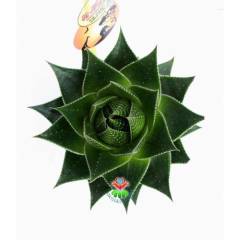 Sukulent,Aloe Vera Cosmo® 'Green Pearl' Mükemmel Form 5,5 cm saksıda-Kaktüs,Çiçek,Nadir Tür