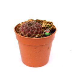 Sulcorebutia Rauschii Violet-Doğal Pembe Renk Kaktüs-5,5 cm Saksıda