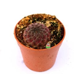 Sulcorebutia Rauschii Violet-Doğal Pembe Renk Kaktüs-5,5 cm Saksıda