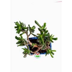 Bonsai, Crassula Ovata Gollum, Büyük Boy Mükemmel Form Kalın Gövdeli Minyatür Ağaç, Bonsai Bitki