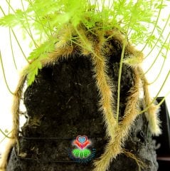 Lova Aranjmanlı Davallia Humata Bitkisi-Tarantula Köklü Eğrelti Otu-Lav Taşında Yaşayan Fantastik Bitki-Life on Lava-Bakımı Kolay