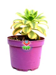 Aeonium Decorum Tricolor-Muhteşem Canlı Renkli Yapraklı-15 cm Saksıda