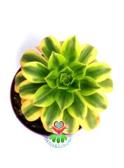 Aeonium Decorum Tricolor-Muhteşem Canlı Renkli Yapraklı-15 cm Saksıda