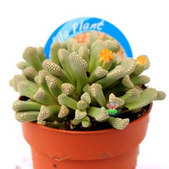 Titanopsis Primosii-Sıradışı Özel Tür Taş Kaktüs-8,5 cm Saksıda
