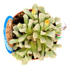 Titanopsis Primosii-Sıradışı Özel Tür Taş Kaktüs-8,5 cm Saksıda