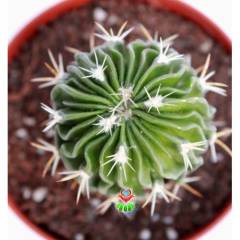 Kaktüs, Echinofossulocactus (Stenocactus) Multicostatus -8 cm saksıda-Teraryum,Kaktus,Sukulent