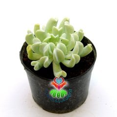 Echeveria Runyonii 'Topsy Turvy'-Yaprak Uçları Kalp Şeklinde-Sıradışı Formlu-5,5 cm Saksıda