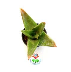 Sukulent,Aloe Mitriformis-5,5 cm Saksıda-Yeşil Dolgun Yapraklı Büyüdükçe Simetrik Form Alır