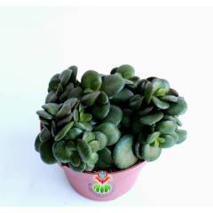 Feng Shui,Crassula Ovata -10 cm Saksı Bodur Para Ağacı,Şans Uğur Ağacı, Sukulent, Şans Çiçeği